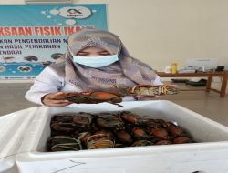 2021, Sultra Ekspor 25.300 Kepiting Bakau ke Singapura