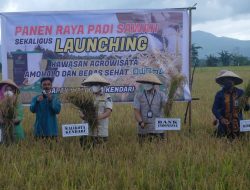 Wali Kota Kendari Panen Raya Seluas 450 Hektare di Amohalo