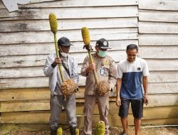 Karantina Pertanian Sebut Tanaman Porang Komoditas Ekspor andalan Konawe Kepulauan