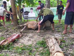 ASR Berkurban Dua Ekor Sapi di Lambuya Konawe