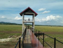 Hadiri HPN di Kendari, Presiden Jokowi Akan Lepas Hewan Endemik Jenis Anoa dan Rusa