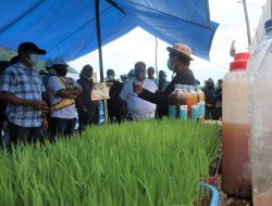 Dukung Pertanian Ramah Lingkungan, PT Vale Tanam Perdana SRI Organik di Uluere