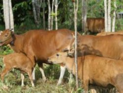 Konsumsi Daging Meningkat, Konawe Dorong Pengembangan Populasi Sapi