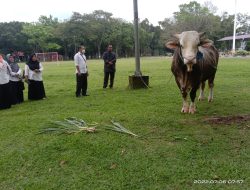 Satu Ekor Sapi Kurban Jokowi Dari Konawe, Bupati KSK: Bukti Sektor Peternakan Meningkat