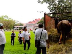 Satu Sapi Kurban Presiden Jokowi Dari Konawe, Bupati: Bukti Peternakan Meningkat