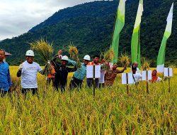 Petani Binaan PT Vale Panen Raya Sri Organik di Morowali