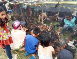 100 KPM di Pohara Konawe Dapat Bantuan Bibit Ayam Kampung