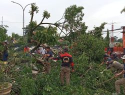 Demi Keselamatan Warga, Satgas Penataan Kota Kendari Lakukan Penebangan Pohon Baruga