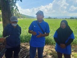 PT Vale Kembangkan Tanaman Padi Organik di Kecamatan Baula Kabupaten Kolaka