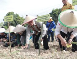 Pemkot Kendari Bersama BI Tanam Perdana Cabai dan Bawang Merah