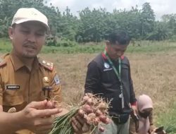 Kendalikan Inflasi, Distan Kendari Dorong Petani Kembangkan Komoditi Bawang Merah