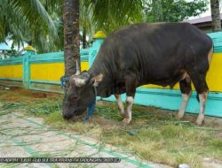 Gubernur Ali Mazi Kurban 61 Sapi, 10 Ekor Disembelih di Masjid Raya Al-Kautsar Kendari