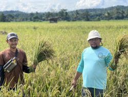 Berkat Program SRI Organik, Hasil Panen Binaan PT Vale di Desa Lamedai Melimpah