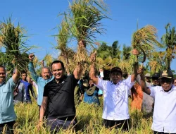 Petani Organik Binaan PT Vale di Kolaka 11 Kali Panen, Hasil Makin Melimpah