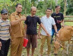 Anggota DPRD Konsel Ramlan Serahkan Bantuan Bibit Sapi di Tiga Desa