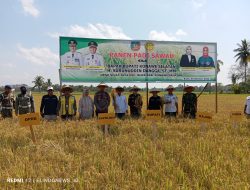 Musim Kemarau, Bupati Konsel Bersama Petani Panen Raya Padi Sawah