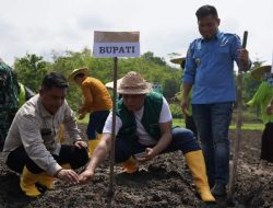 Bupati Ruksamin Pimpin Penanaman Perdana Komoditi Wijen di Konut