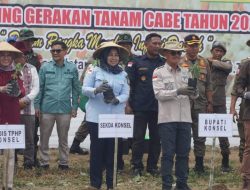 Tekan Inflasi, Pemkab Konsel Lakukan Gerakan Tanam Cabai di Desa Lombuea