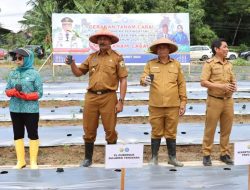 Plh Sekda Bersama Ketua TP PKK Sultra Lakukan Gerakan Tanam Cabai se-Indonesia