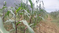 Pemkot Kendari Manfaatkan 75 Hektare Lahan Tidur Untuk Pengembangan Tanaman Jagung
