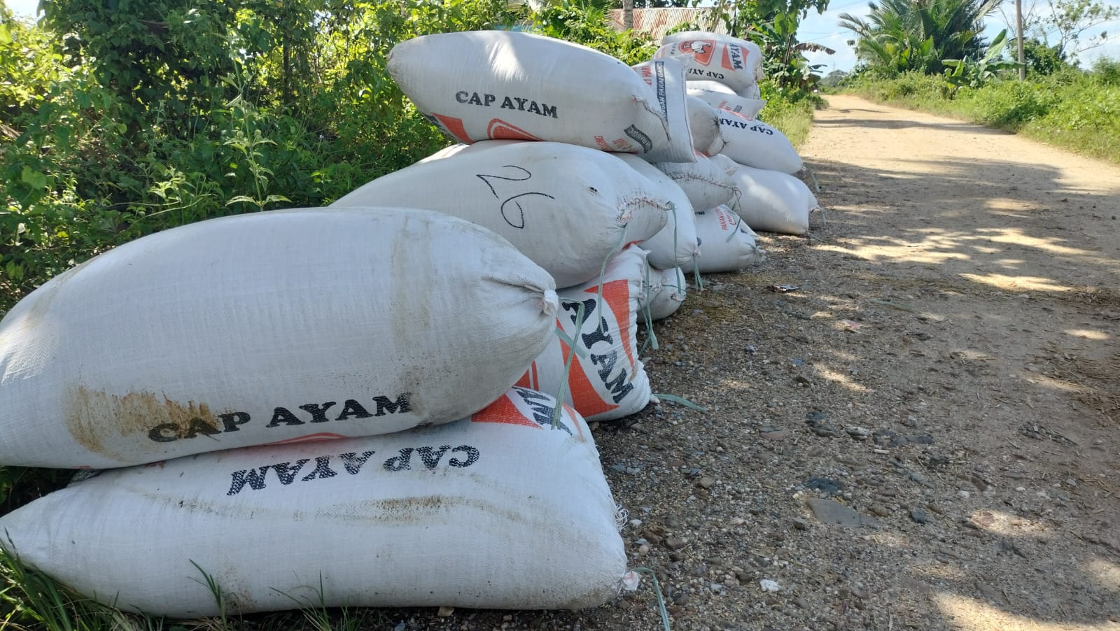 Gabah yang sudah dikemas dalam karung hasil produksi petani di Kawasan Persawahan Amohalo Kendari 