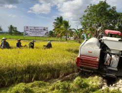 Kendari Sukses Kembangkan Padi Organik 450 Hektare, Produktivitas Capai 9,6 Ton/ha