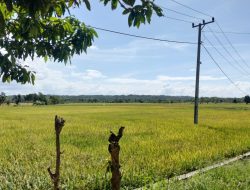 Tingkatkan Produksi Petani, Dinas Pertanian Kendari Maksimalkan Peran Penyuluh