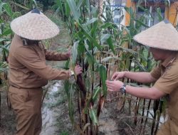 Pj Wali Kota Kendari Ingatkan Lurah/camat Maksimalkan Gerakan Menanam di Pekarangan