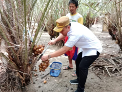 Gencar Promosi, Distan Kendari Target Buah Salak Jadi Produk Unggulan Petani