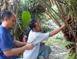 Jadi Komoditi Unggulan, Rasa Manis Salak Kebun Raya Kendari Dijamin Menggugah Selera Penikmatnya