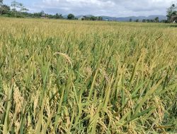 Pemkot Kendari Minta Petani Tidak Alihfungsikan Lahan menjadi Kawasan Pemukiman