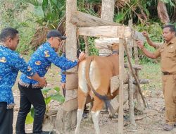 Antisipasi Resiko PMK, Distan Kendari Rutin Lakukan Surveilans dan Monitoring