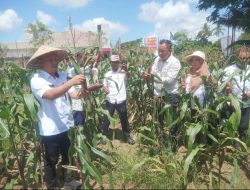 Distan Kota Kendari Lakukan Panen Jagung di Kelurahan Baruga