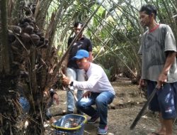 Berkat Pendampingan Distan Kota Kendari, Petani Salak Kebun Raya Raih Keuntungan