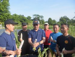 Pj Wali Kota Didampingi Kadistan Kendari Lakukan Panen Jagung Lahan Milik Kelompok Tani Lapas Idaman Baruga