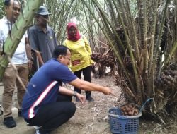 Pj Wali Kota Kendari Lakukan Panen Buah Salak di Kebun Raya Kendari