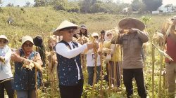 Dinas Pertanian Kota Kendari Lakukan Panen Jagung Pakan di Kelurahan Labibia